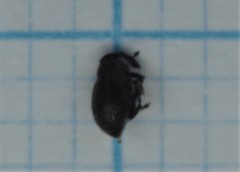 Ceutorhynchus contractus