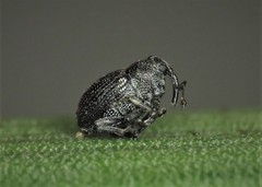 Ceutorhynchus contractus