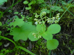 Crassula simulans