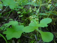 Crassula simulans