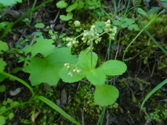 Crassula simulans