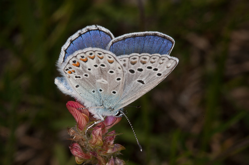 Polyommatus escheri