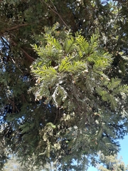 Sequoia sempervirens