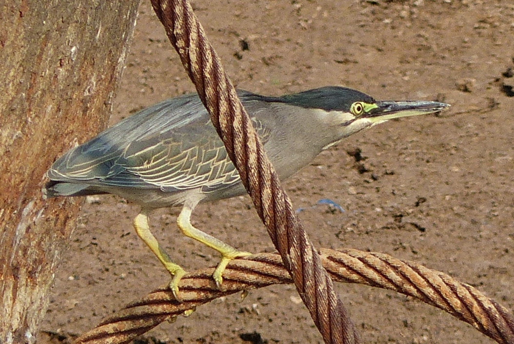 Striated Heron