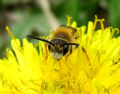 Andrena ruficrus