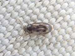 Phloiophilus edwardsii