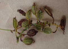 Angraecopsis parviflora image