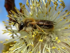 Andrena ruficrus