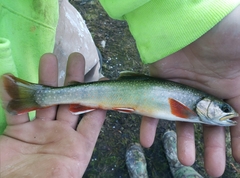 Salvelinus malma