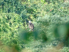 Pandion haliaetus
