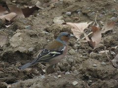 Fringilla coelebs