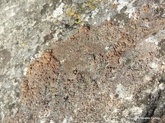 Xanthoparmelia pulla