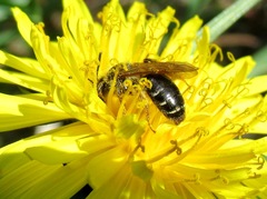 Andrena semilaevis