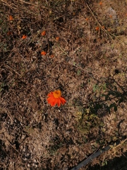 Adenophyllum aurantium