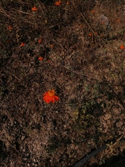 Adenophyllum aurantium