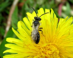 Andrena semilaevis