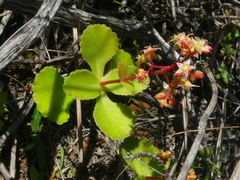 Crassula simulans