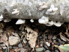 Schizophyllum commune