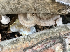 Schizophyllum commune