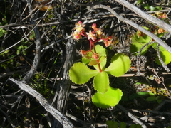 Crassula simulans