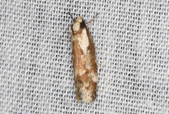 Palimmeces variegata