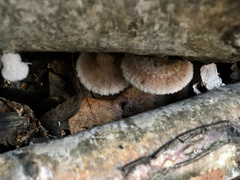 Schizophyllum commune