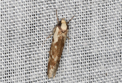 Palimmeces variegata
