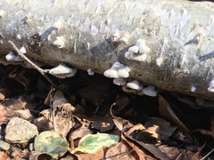 Schizophyllum commune