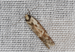 Palimmeces variegata