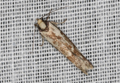 Palimmeces variegata