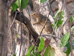 Funisciurus substriatus