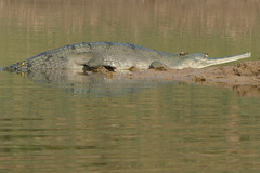 Gavialis gangeticus