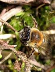 Andrena tibialis