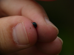 Cryptocephalus violaceus