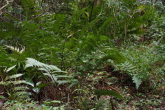 Dryopteris erythrosora