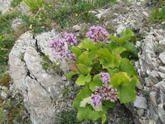 Adenostyles australis