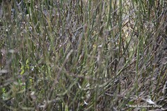 Chrysojasminum fruticans