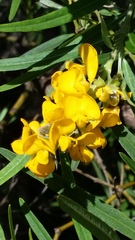 Callistachys lanceolata