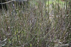 Chrysojasminum fruticans