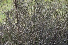 Chrysojasminum fruticans