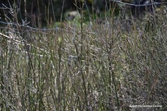 Chrysojasminum fruticans