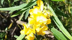 Callistachys lanceolata