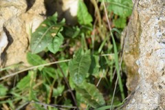 Rumex papillaris