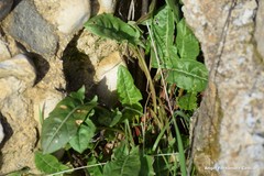 Rumex papillaris