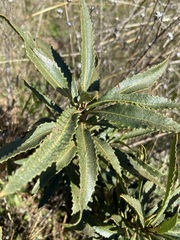 Eriodictyon trichocalyx