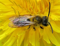 Andrena chrysosceles