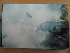 Cetoscarus bicolor