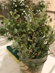Ericameria cuneata