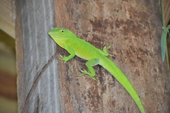Anolis garmani
