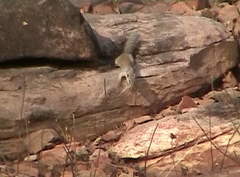 Heliosciurus gambianus
